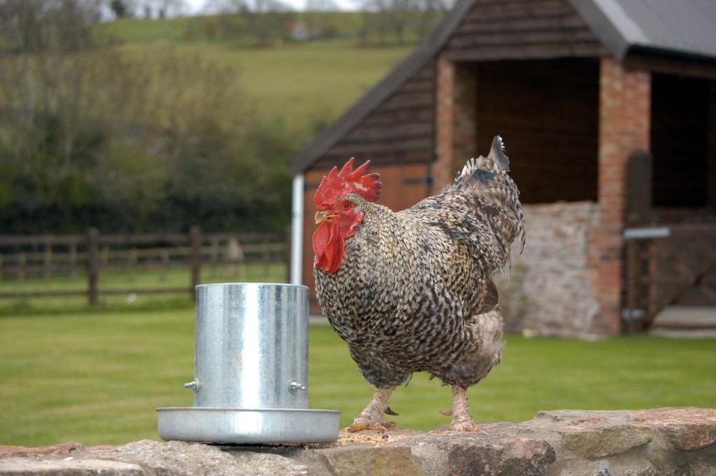 School Farm Bed and Breakfast Blagdon Δωμάτιο φωτογραφία