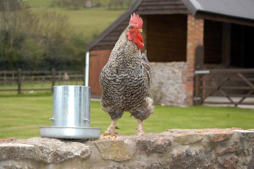 School Farm Bed and Breakfast Blagdon Εξωτερικό φωτογραφία